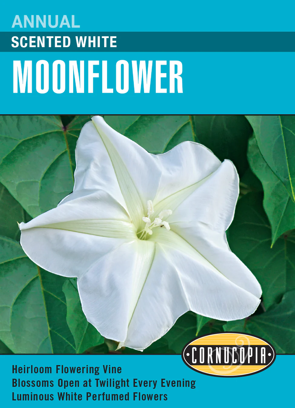 Moonflower Scented White - Cornucopia Seeds