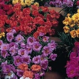 Moss Rose Double Flowered Mix (Portulaca) - Cornucopia Seeds - Image 2