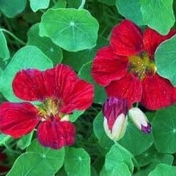 Nasturtium Empress Of India - Cornucopia Seeds - Image 2