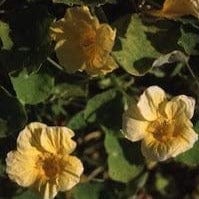 Nasturtium Moon Gleam - Cornucopia Seeds - Image 2
