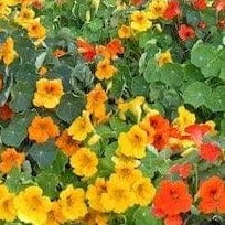 Nasturtium Summer Charm Mix - Cornucopia Seeds - Image 2