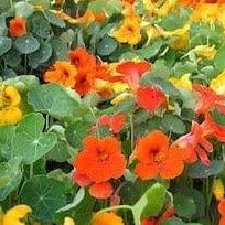 Nasturtium Summer Charm Mix - Cornucopia Seeds - Image 3