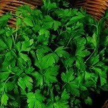 Parsley Italian Flat Leaf - Cornucopia Seeds - Image 2