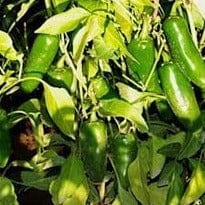 Organic Pepper Jalapeno - Cornucopia Seeds - Image 2