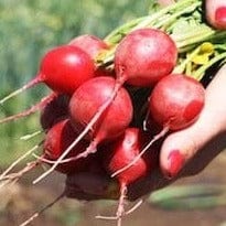 Organic Radish Cherry Belle - Cornucopia Seeds - Image 2