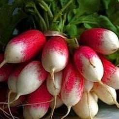Radish French Breakfast - Cornucopia Seeds - Image 2