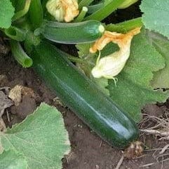 Organic Zucchini Black Beauty - Cornucopia Seeds - Image 2