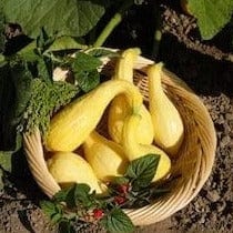 Organic Squash Early Summer Crookneck - Cornucopia Seeds - Image 2