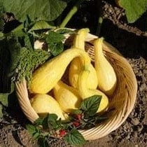Squash Early Summer Crookneck - Cornucopia Seeds - Image 2