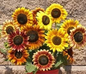 Sunflower Autumn Beauty Mix - Cornucopia Seeds - Image 2