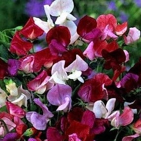 Sweet Pea Old Spice Mixed Colours - Cornucopia Seeds - Image 2