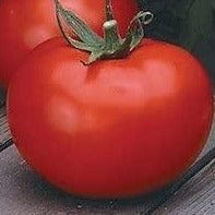 Tomato Better Boy Hybrid - Cornucopia Seeds - Image 2
