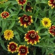 Zinnia Old Mexico - Cornucopia Seeds - Image 2