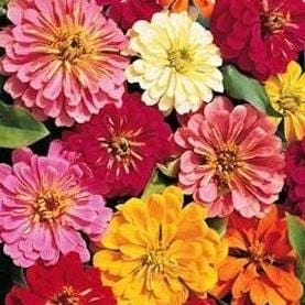 Zinnia State Fair - Cornucopia Seeds - Image 2