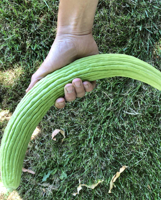 Cucumber Armenian - West Coast Seeds - Image 2