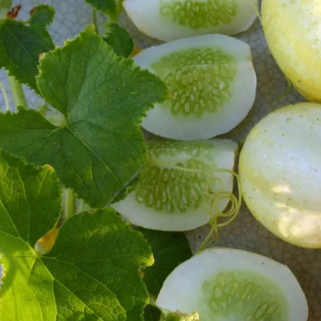 Organic Cucumber Lemon - Metchosin Farm Seeds