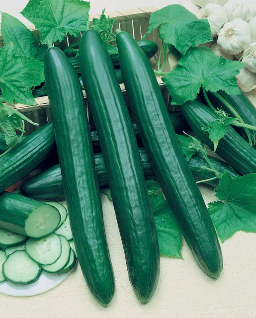 Cucumber Vista - West Coast Seeds - Image 2