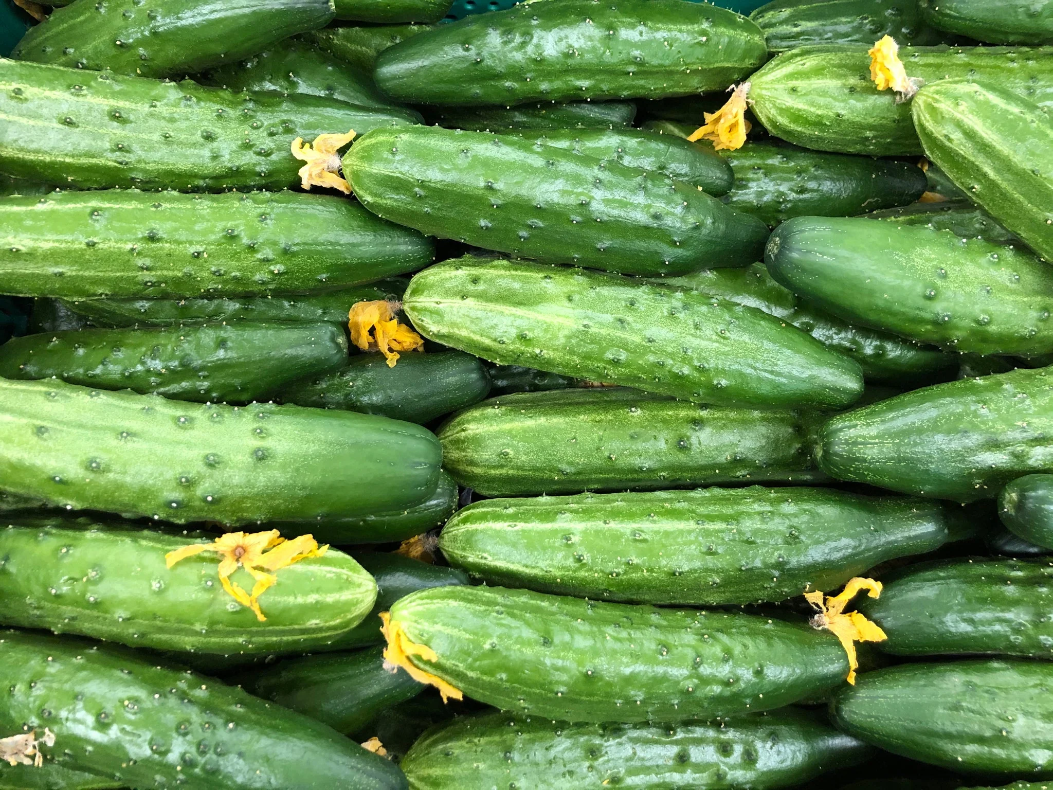 Cucumber Marketmore - Northern Wildflowers - Image 3