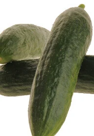 Cucumber Mercury Hybrid - Ontario Seed Company