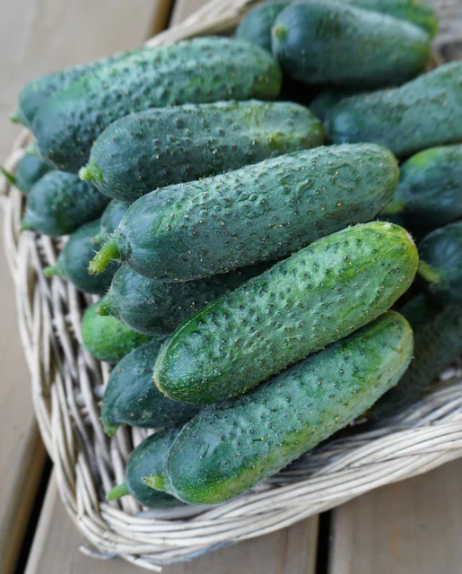 Cucumber Pickling Anya - West Coast Seeds - Image 2