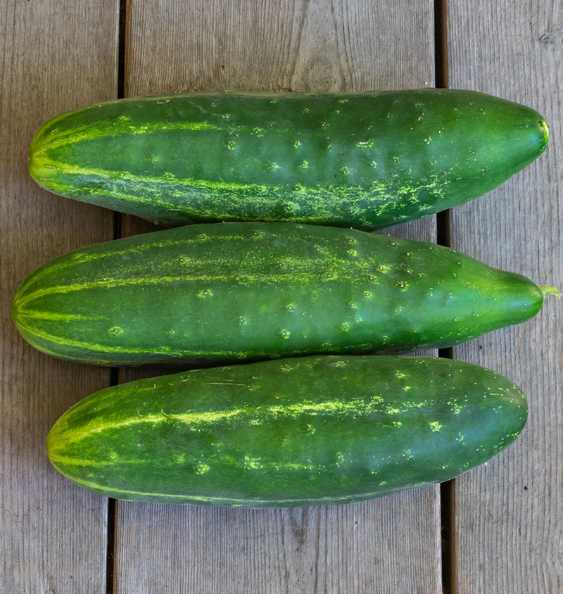 Organic Cucumbers Early Fortune - West Coast Seeds - Image 2