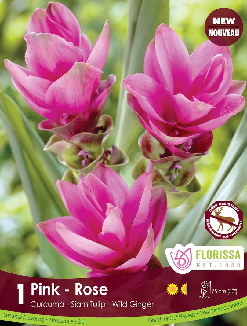 Curcuma Pink - Siam Tulip