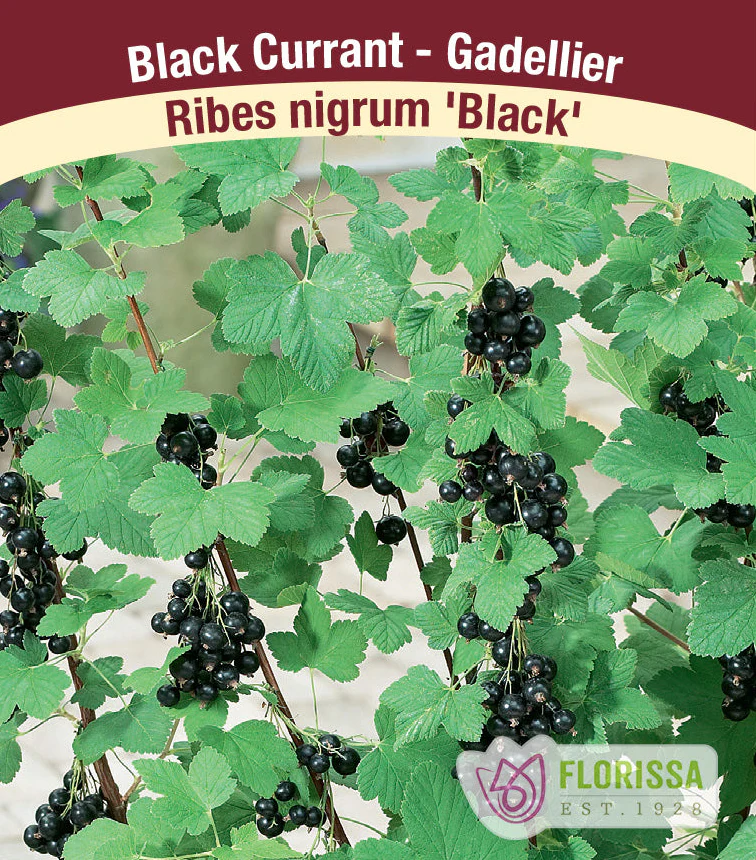 Currant - Black