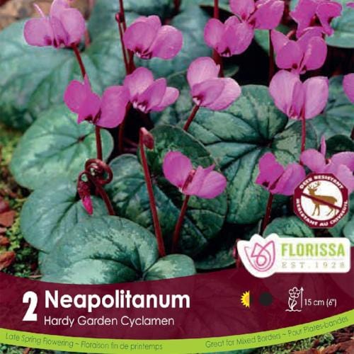 Cyclamen - Neapolitanum, 2 Pack