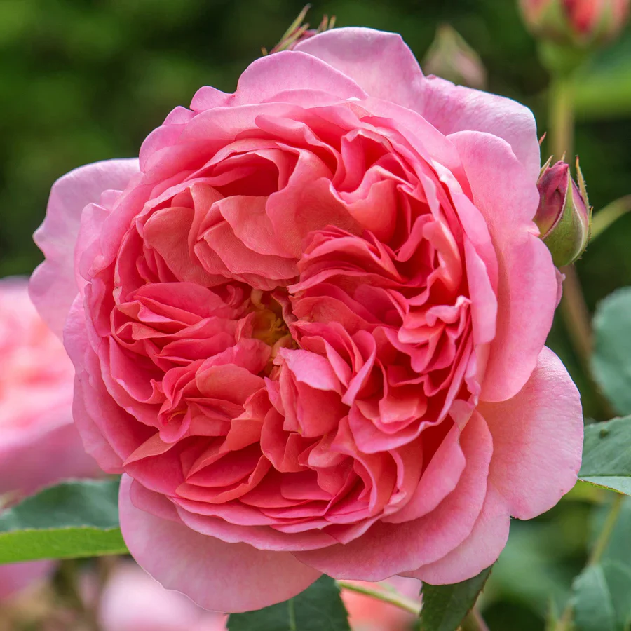 Boscobel - David Austin Rose - Image 10