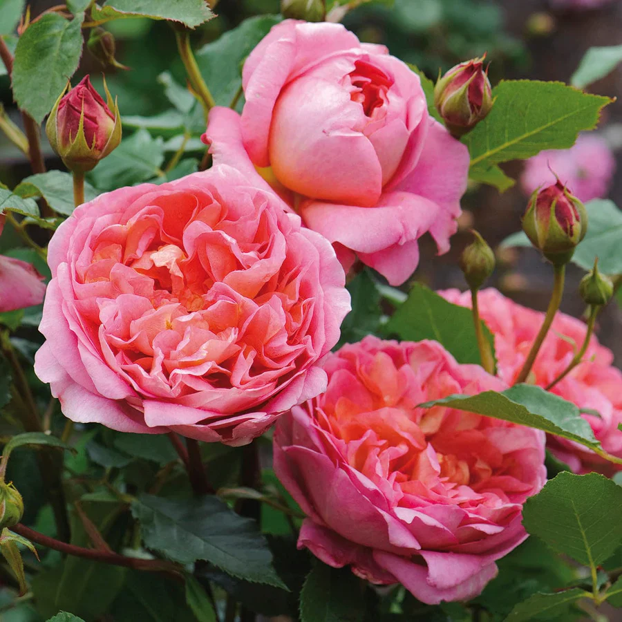 Boscobel - David Austin Rose - Image 3
