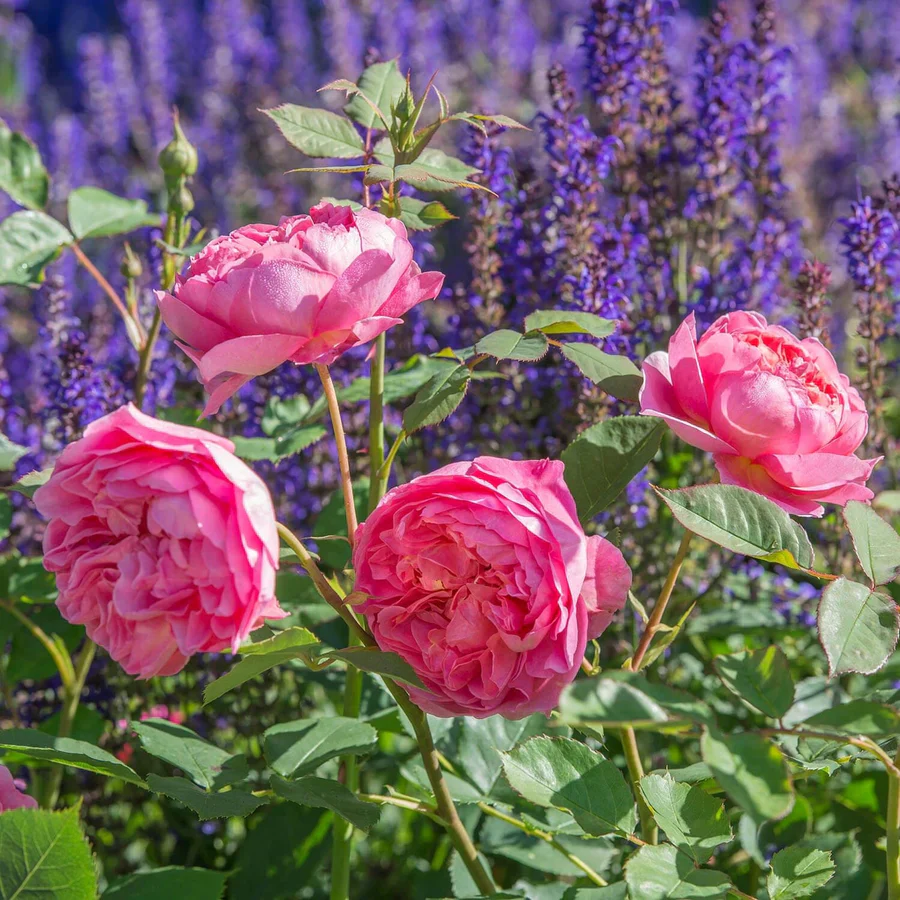Boscobel - David Austin Rose - Image 4