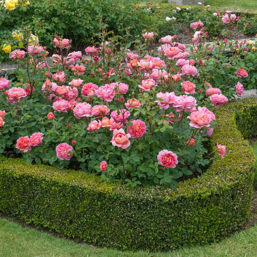 Boscobel - David Austin Rose - Image 5