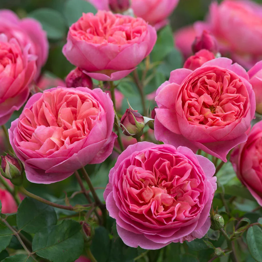 Boscobel - David Austin Rose - Image 6