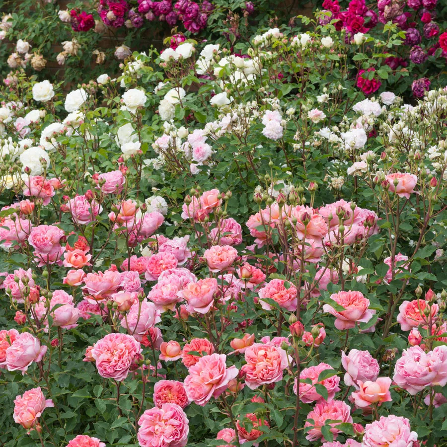 Boscobel - David Austin Rose - Image 7