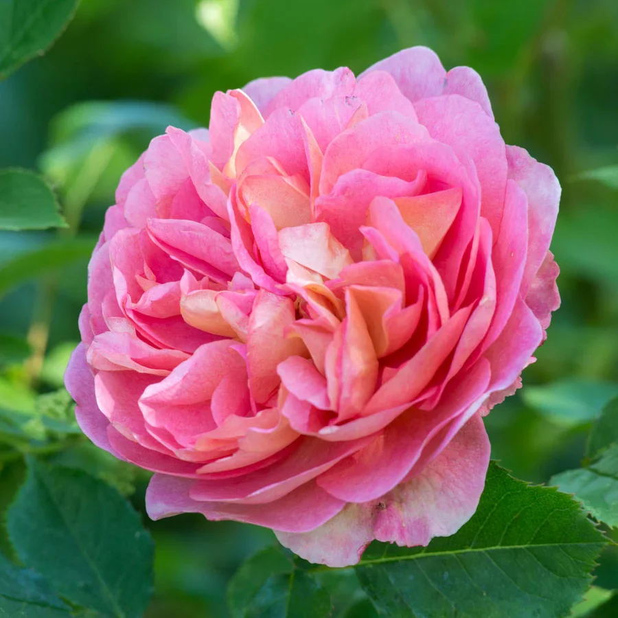 Boscobel - David Austin Rose - Image 8