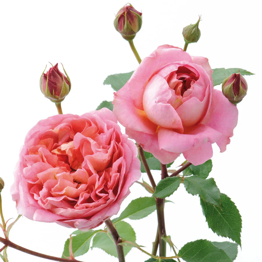 Boscobel - David Austin Rose - Image 9