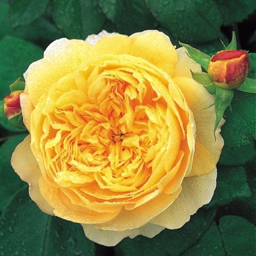 Charles Darwin - David Austin Rose - Image 2