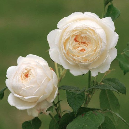 Claire Austin - David Austin Rose - Image 2