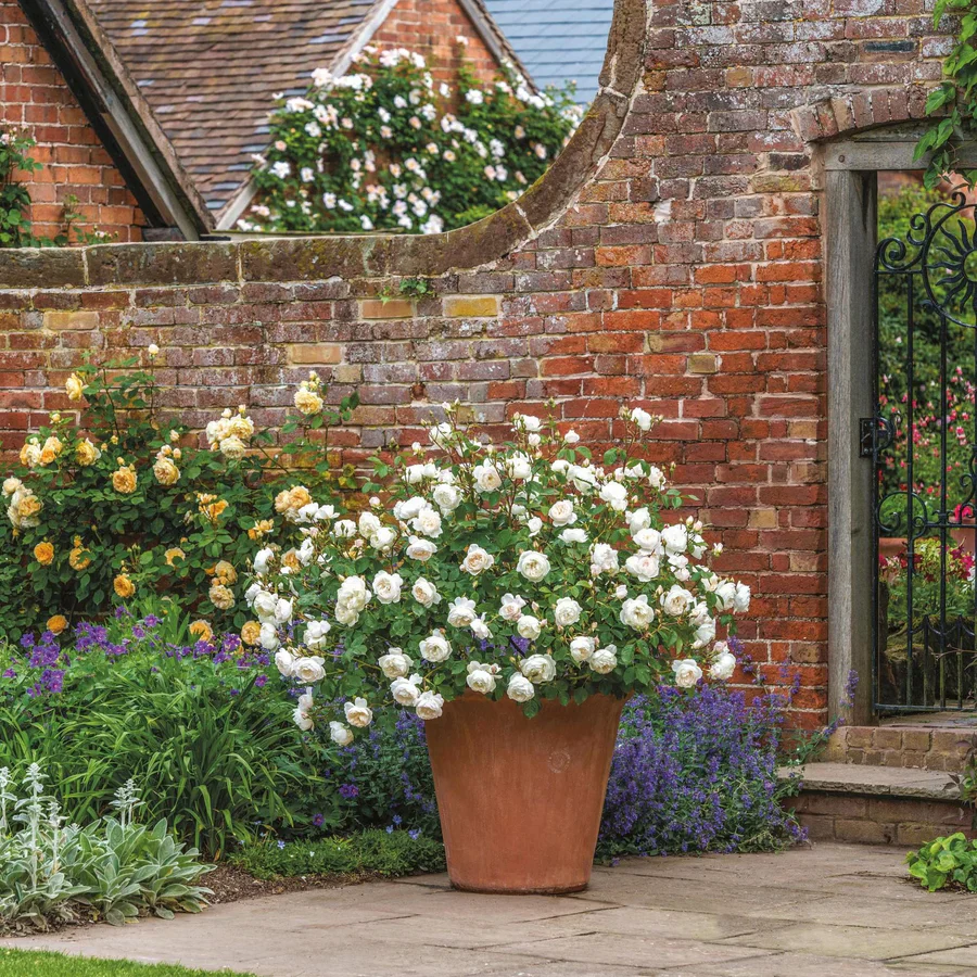 Desdemona - David Austin Rose - Image 6