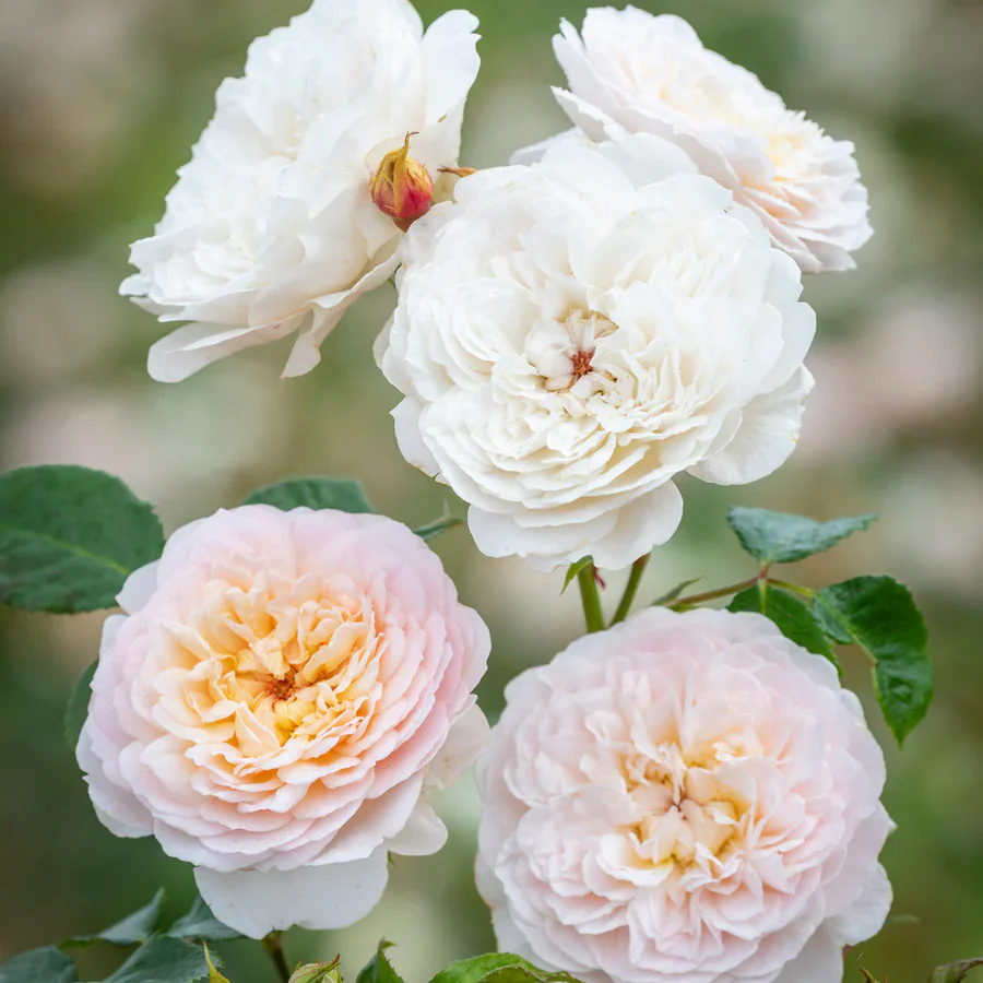 Emily Bronte - David Austin Rose - Image 4