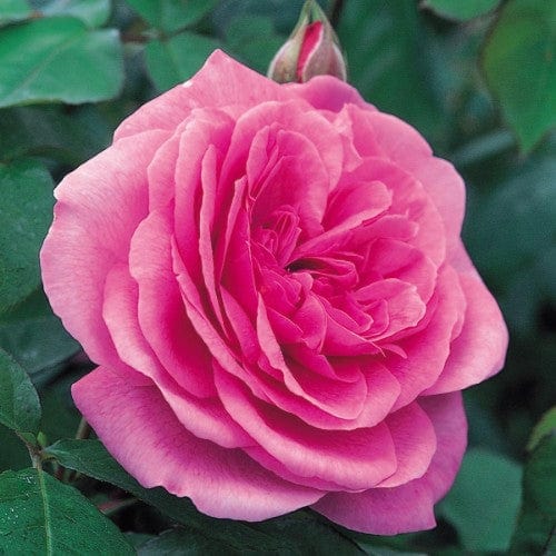Gertrude Jekyll - David Austin Rose - Image 2