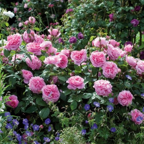 Gertrude Jekyll - David Austin Rose - Image 3