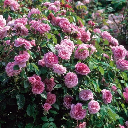 Gertrude Jekyll - David Austin Rose - Image 4