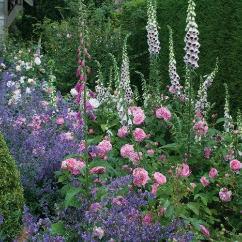 Gertrude Jekyll - David Austin Rose - Image 5