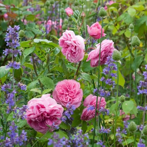 Gertrude Jekyll - David Austin Rose - Image 6