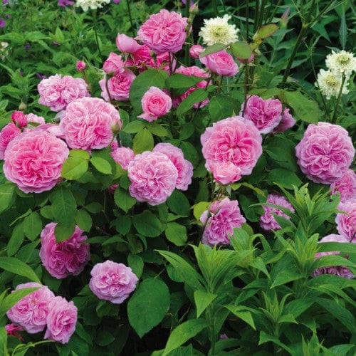 Gertrude Jekyll - David Austin Rose - Image 7