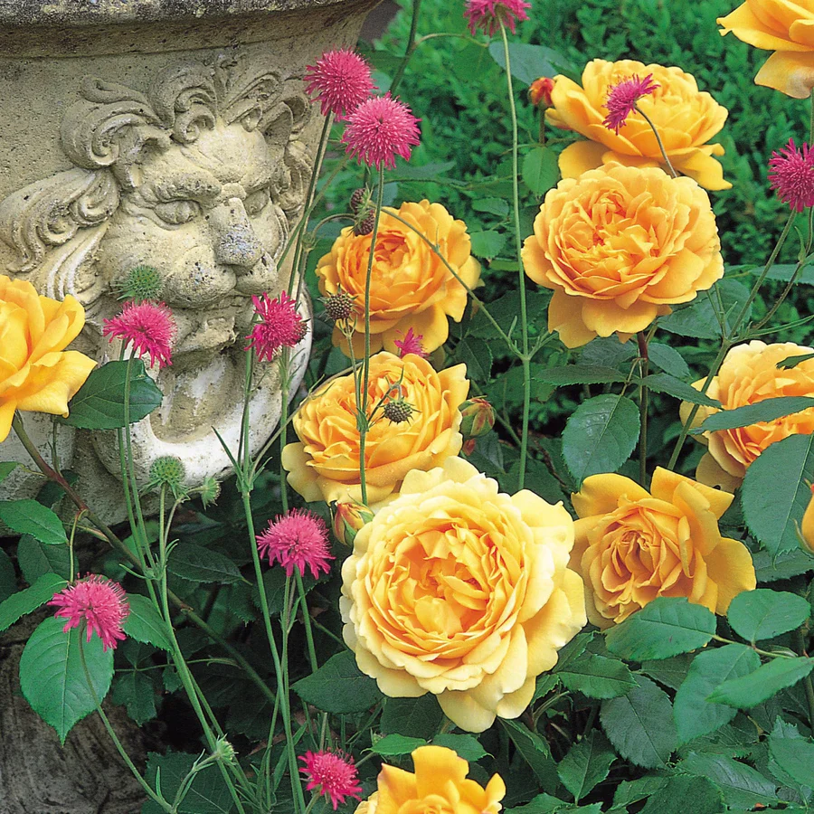 Golden Celebration - David Austin Rose - Image 2