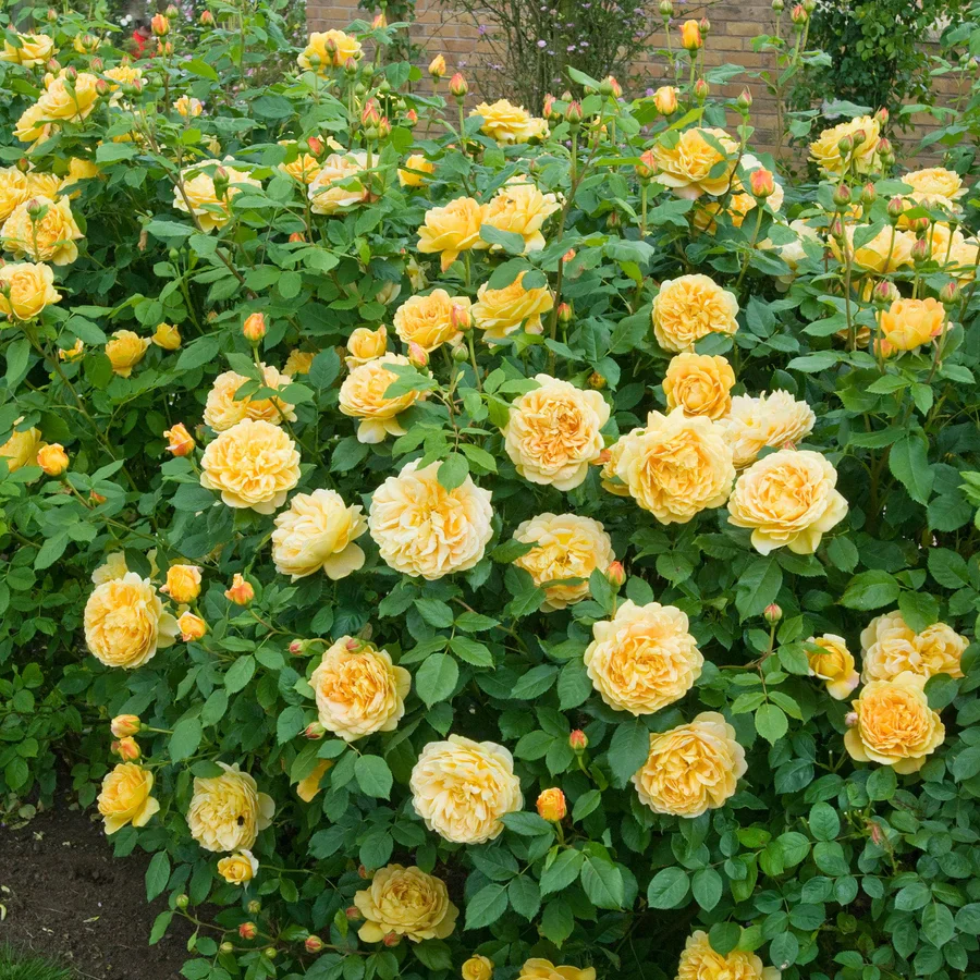 Golden Celebration - David Austin Rose - Image 3