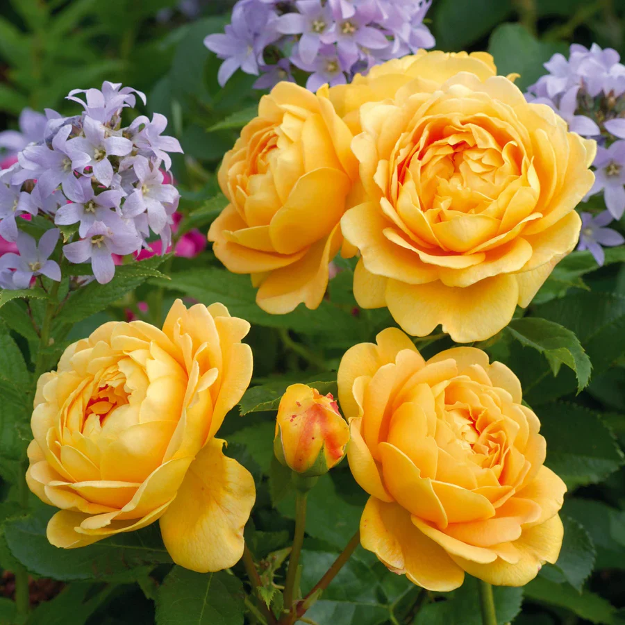 Golden Celebration - David Austin Rose - Image 4