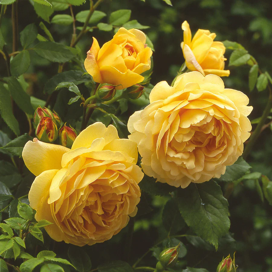 Golden Celebration - David Austin Rose - Image 5